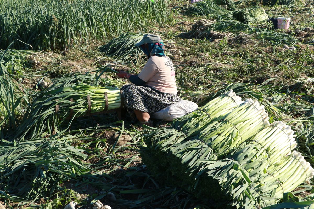 Farmár zberá bio zeleninu na poli pri Trnave